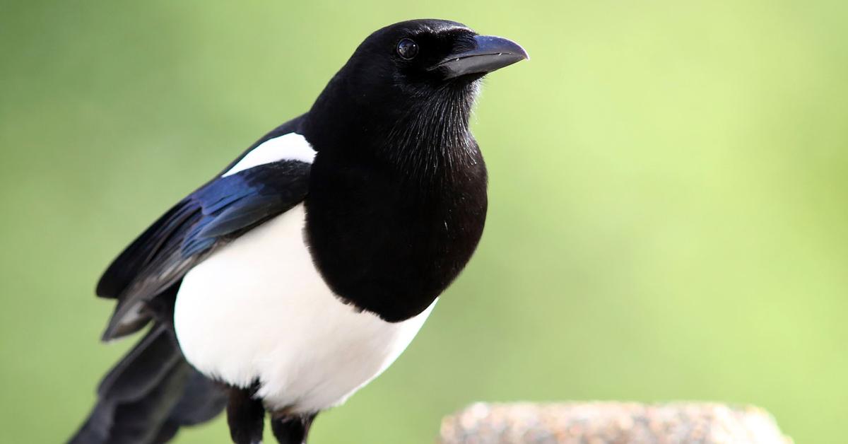 Detailed shot of the Magpie, or Pica Pica, in its natural setting.