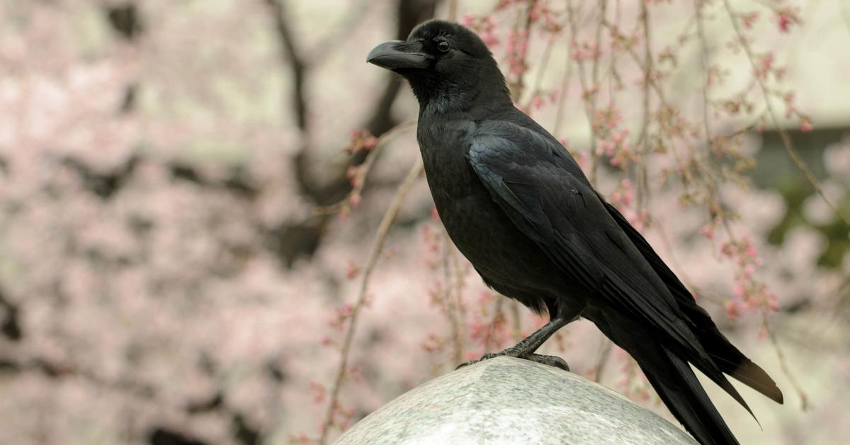 Captivating presence of the Magpie, a species called Pica Pica.