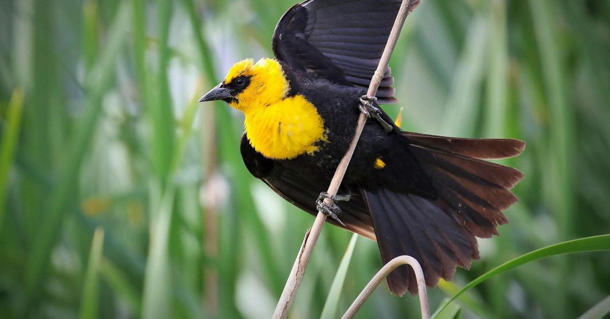 The remarkable Magpie (Pica Pica), a sight to behold.