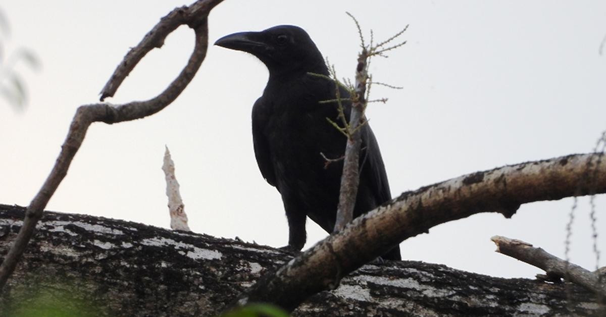 A look at the Magpie, also recognized as Gagak Hutan in Indonesian culture.