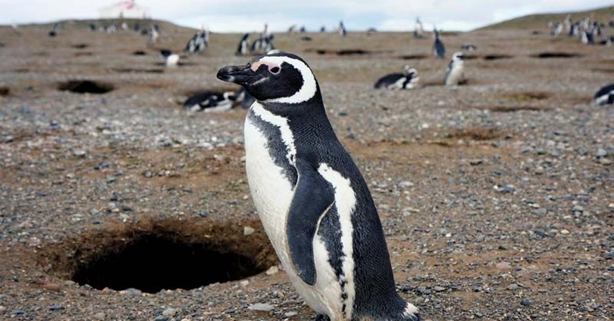 Dynamic image of the Magellanic Penguin, popularly known in Indonesia as Penguin Magellanik.