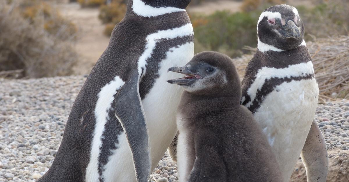 Elegant portrayal of the Magellanic Penguin, also known as Spheniscus magellanicus.