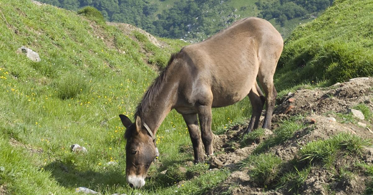 The Mule, a beautiful species also known as Keledai in Bahasa Indonesia.