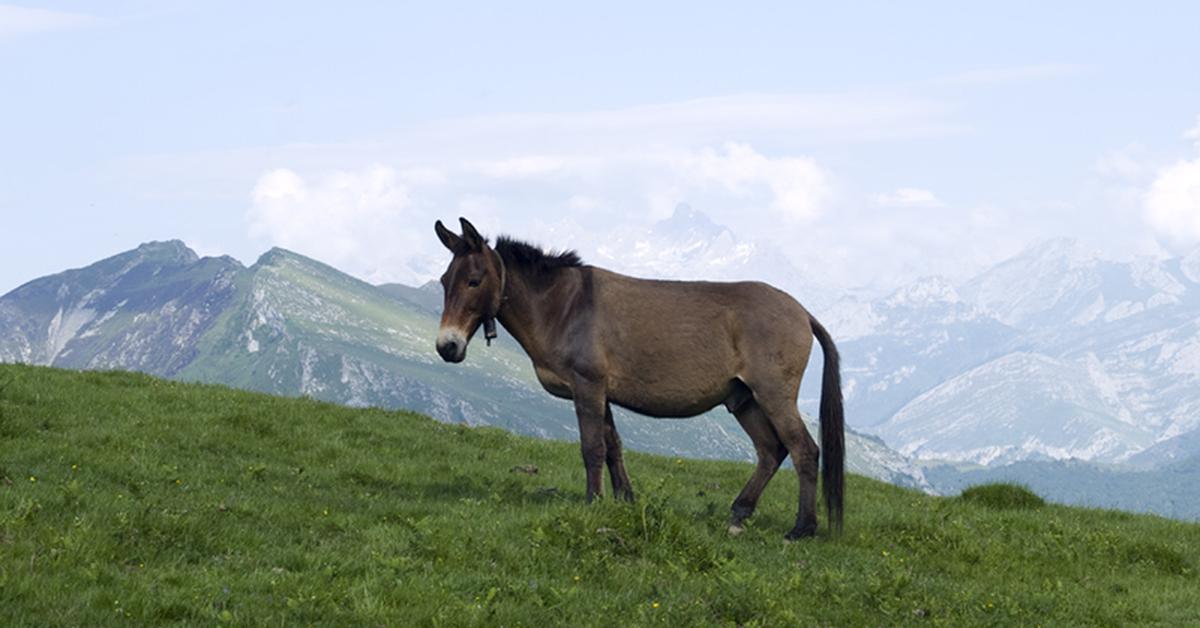 The elegant Mule (Equus mulus), a marvel of nature.