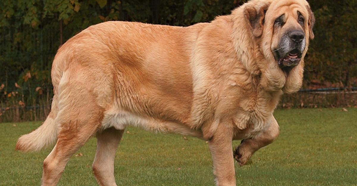 Vibrant snapshot of the Mastiff, commonly referred to as Anjing Mastiff in Indonesia.