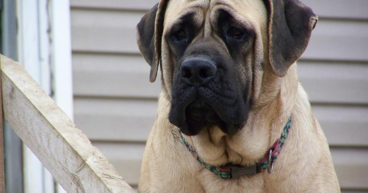 The Mastiff, a species known as Canis lupus, in its natural splendor.