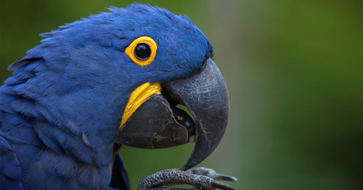 Distinctive Macaw, in Indonesia known as Burung Macaw, captured in this image.