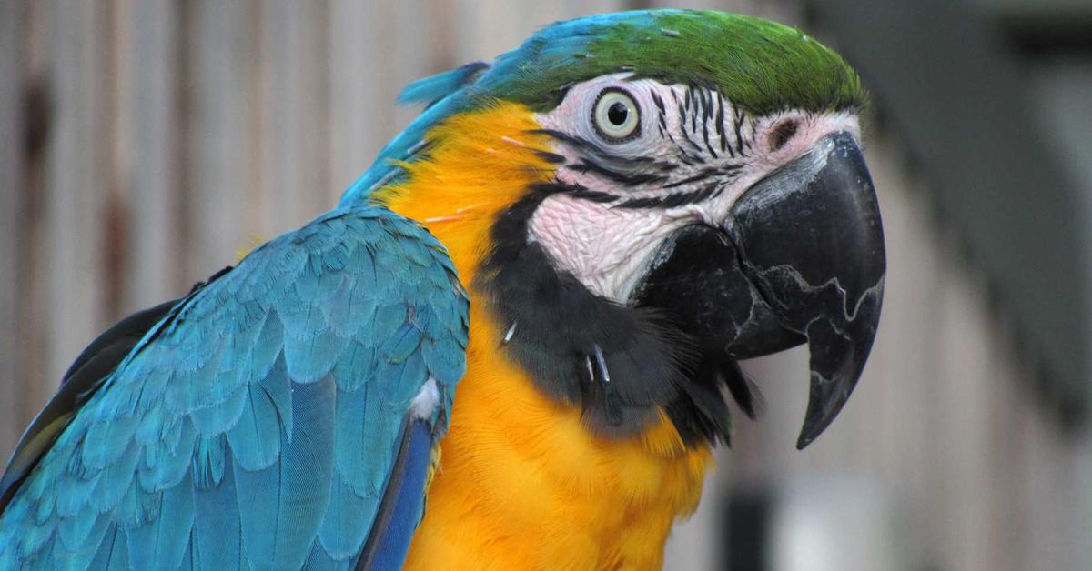 Captivating shot of the Macaw, or Burung Macaw in Bahasa Indonesia.