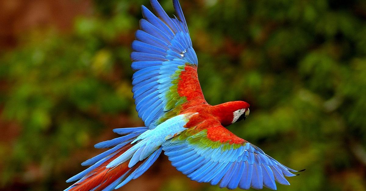 The Macaw in its natural beauty, locally called Burung Macaw.