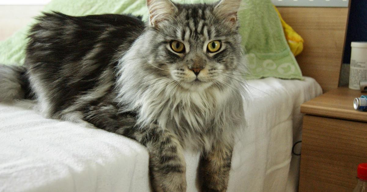 Insightful look at the Maine Coon, known to Indonesians as Kucing Maine Coon.