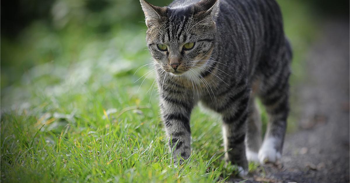 Captivating presence of the Maine Coon, a species called Felis catus.