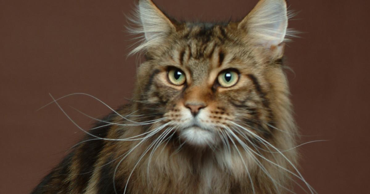 Photogenic Maine Coon, scientifically referred to as Felis catus.