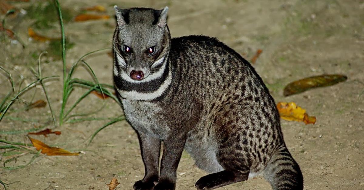 Striking appearance of the Malayan Civet, known in scientific circles as Viverra tangalunga.