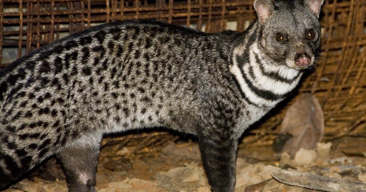 The elegant Malayan Civet (Viverra tangalunga), a marvel of nature.