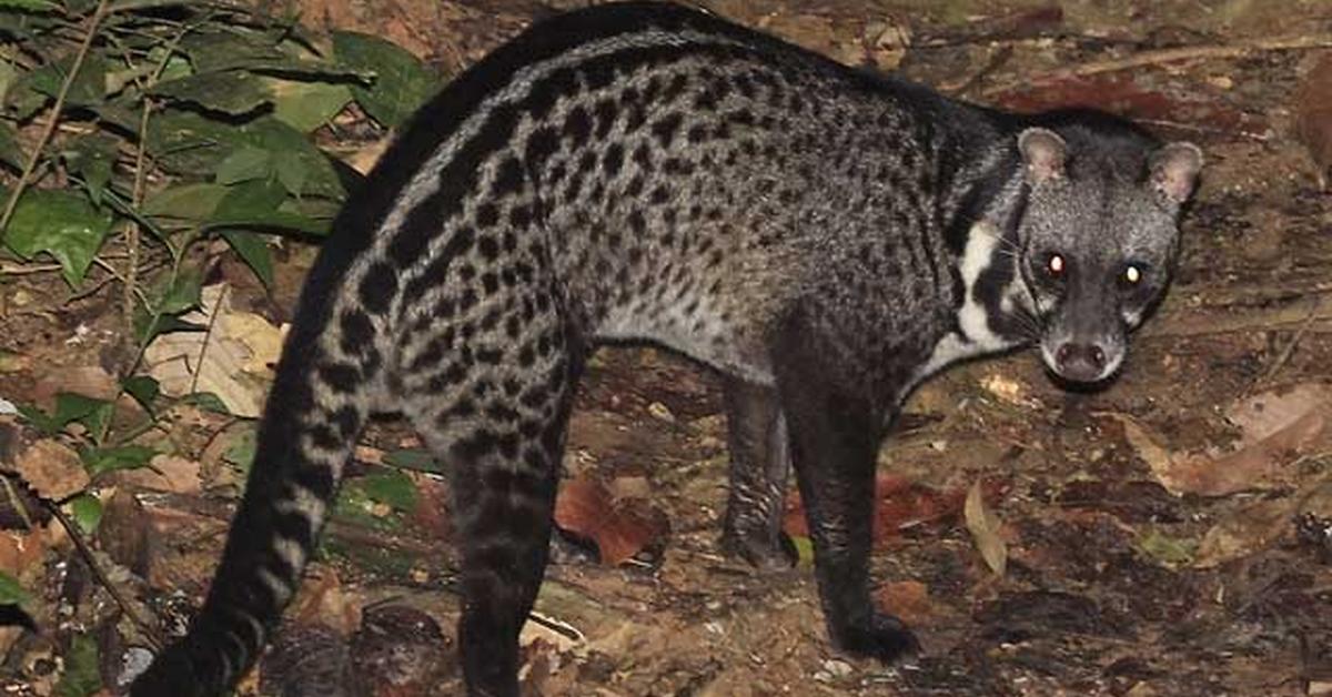 Visual of Malayan Civet, or Musang Malaya in Indonesian, showcasing its beauty.