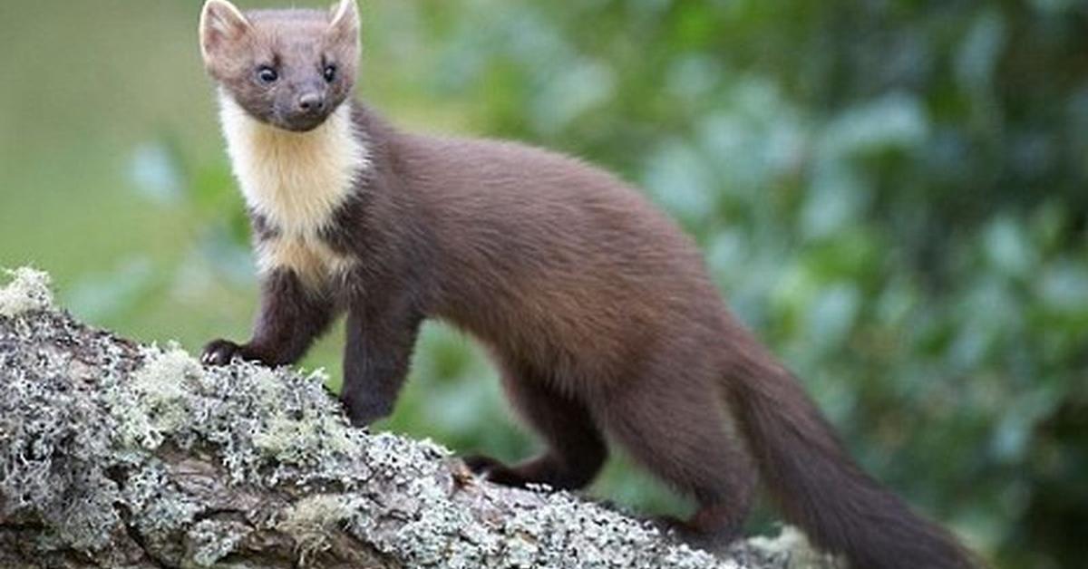 Stunning depiction of Masked Palm Civet, also referred to as Paguma larvata.