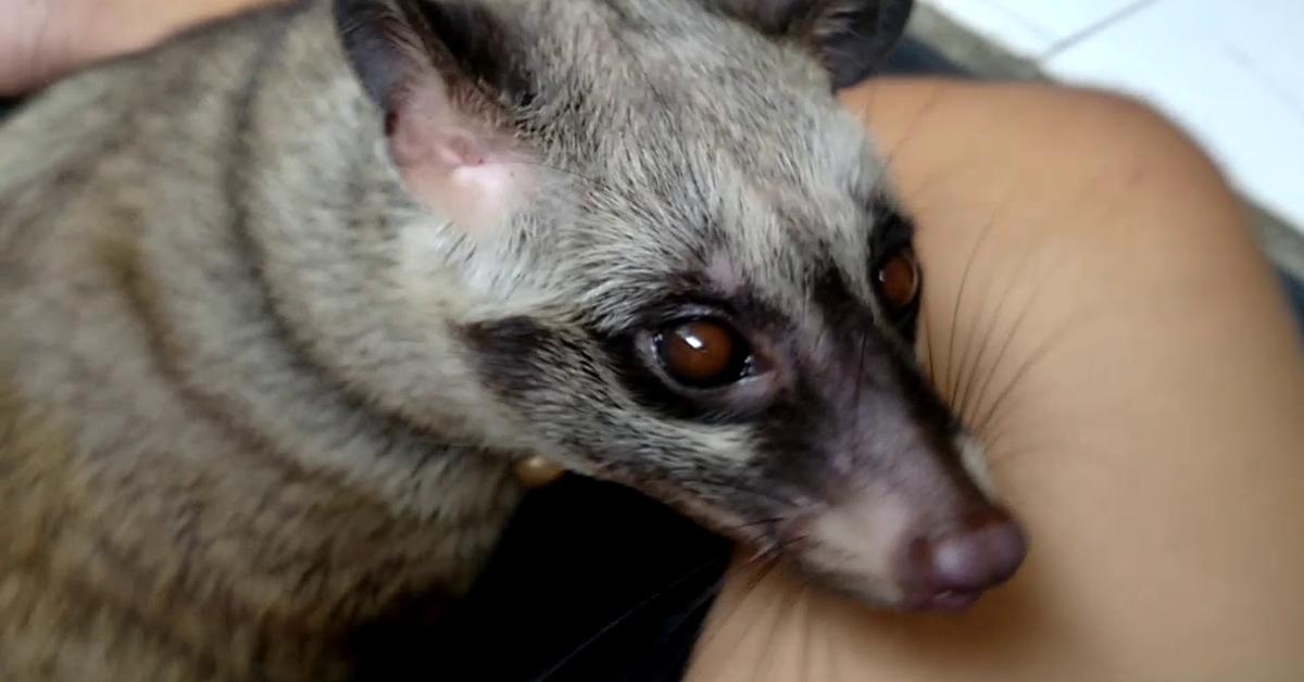 Captured beauty of the Masked Palm Civet, or Paguma larvata in the scientific world.