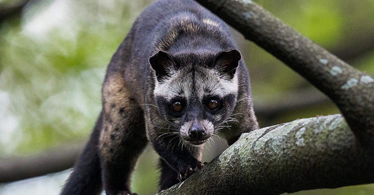 Captured moment of the Masked Palm Civet, in Indonesia known as Musang Berwajah Topeng.