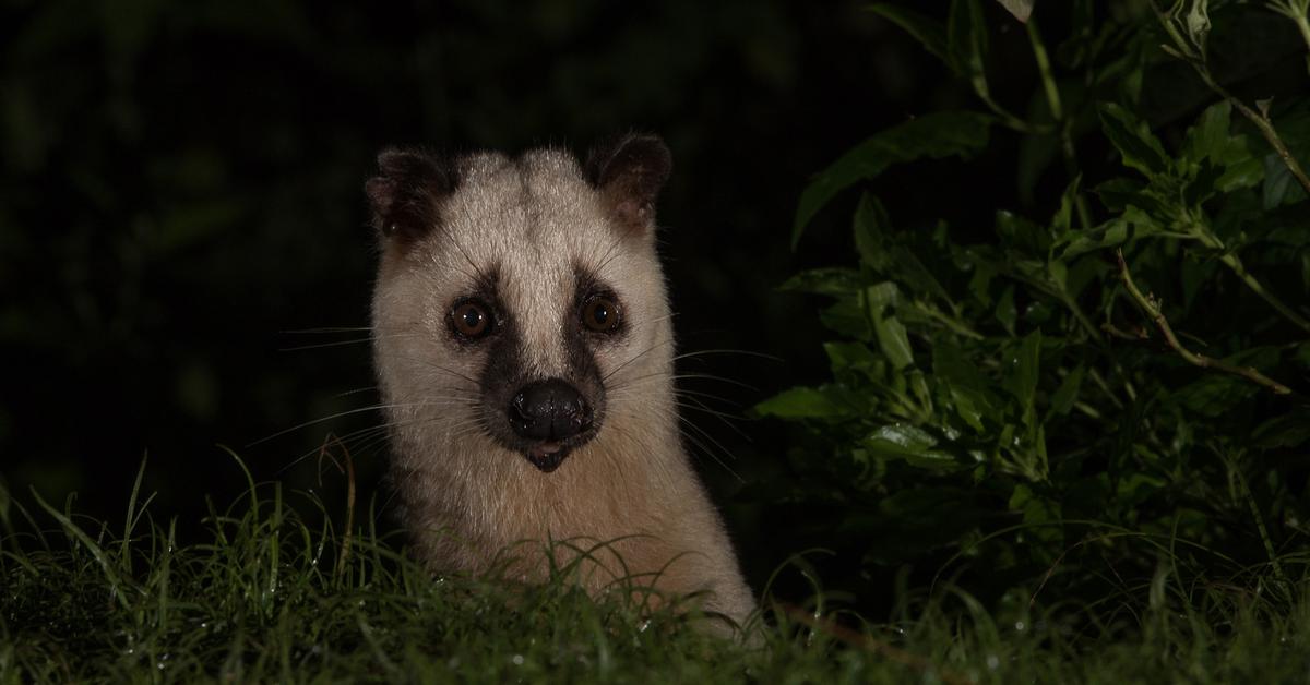 Glimpse of the Masked Palm Civet, known in the scientific community as Paguma larvata.