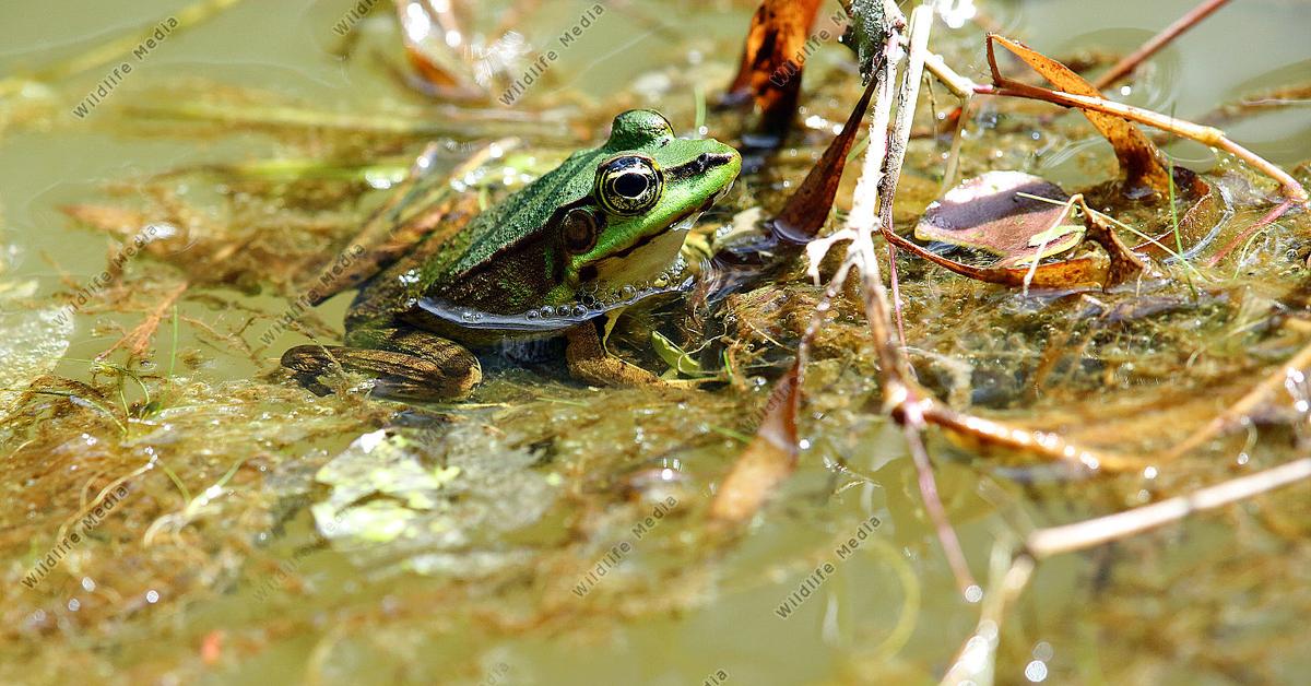 Insightful look at the Marsh Frog, known to Indonesians as Katak Rawa.