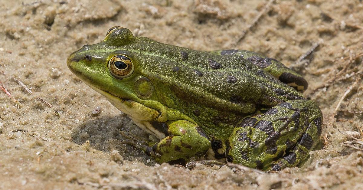 The alluring Marsh Frog, commonly referred to as Katak Rawa in Bahasa Indonesia.