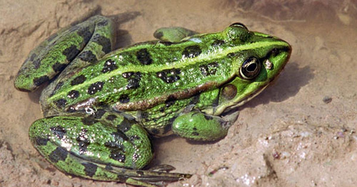 Exquisite image of Marsh Frog, in Indonesia known as Katak Rawa.