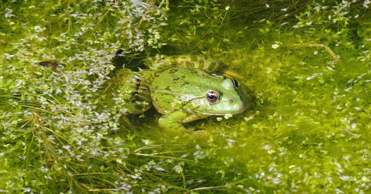 Graceful Marsh Frog, a creature with the scientific name Pelophylax ridibundus.