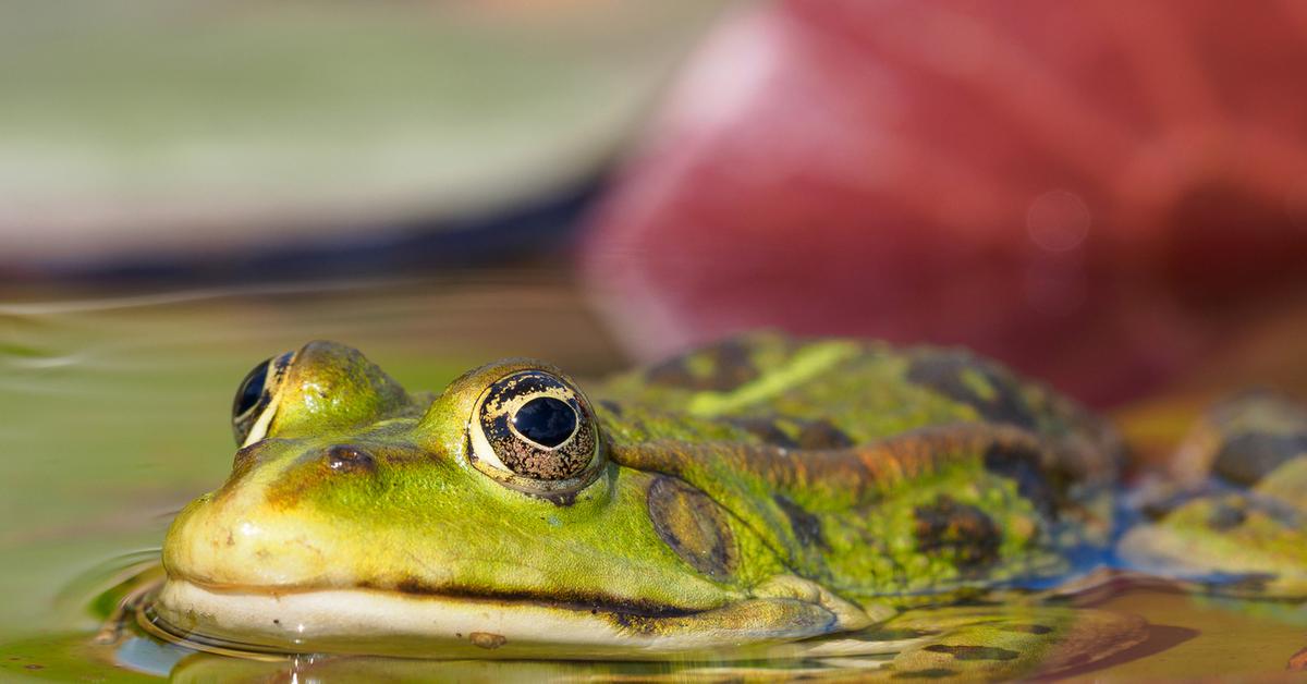 Close-up view of the Marsh Frog, known as Katak Rawa in Indonesian.