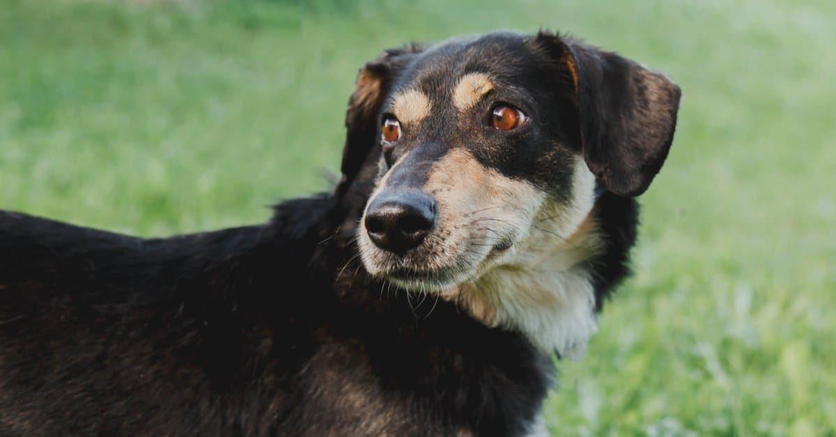 Striking appearance of the Mongrel, known in scientific circles as Canis Lupus.