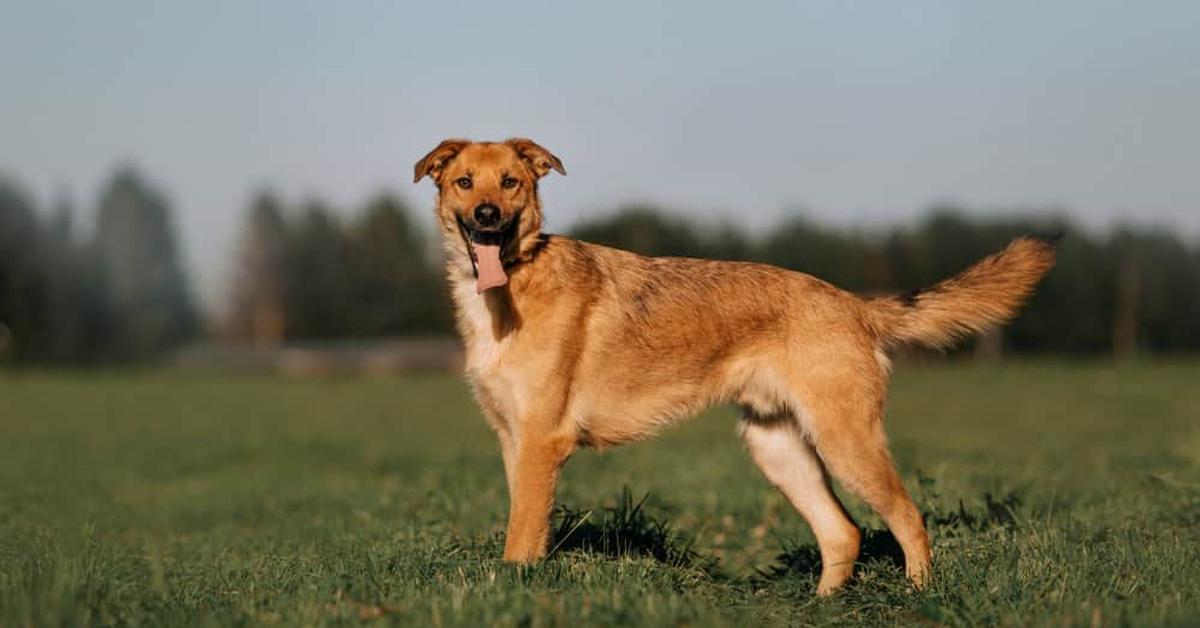 Elegant portrayal of the Mongrel, also known as Canis Lupus.