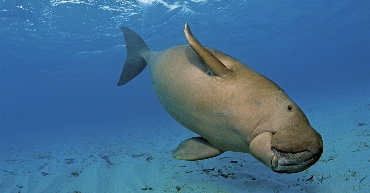 Elegant Manatee in its natural habitat, called Dugong in Indonesia.