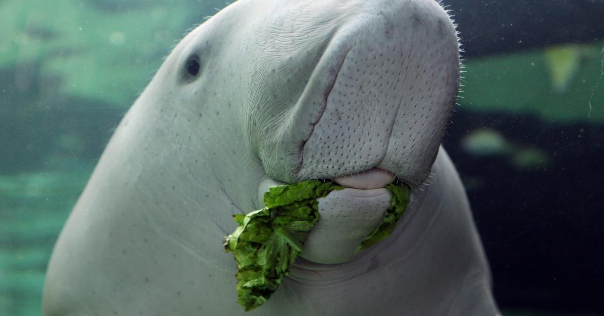 The Manatee in its natural beauty, locally called Dugong.