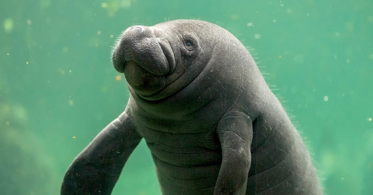 The Manatee, a species known as Gorilla, in its natural splendor.