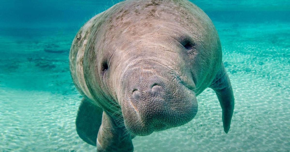 Close-up view of the Manatee, known as Dugong in Indonesian.