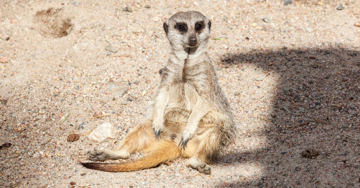 Picture of Meerkat, known in Indonesia as Surikat.