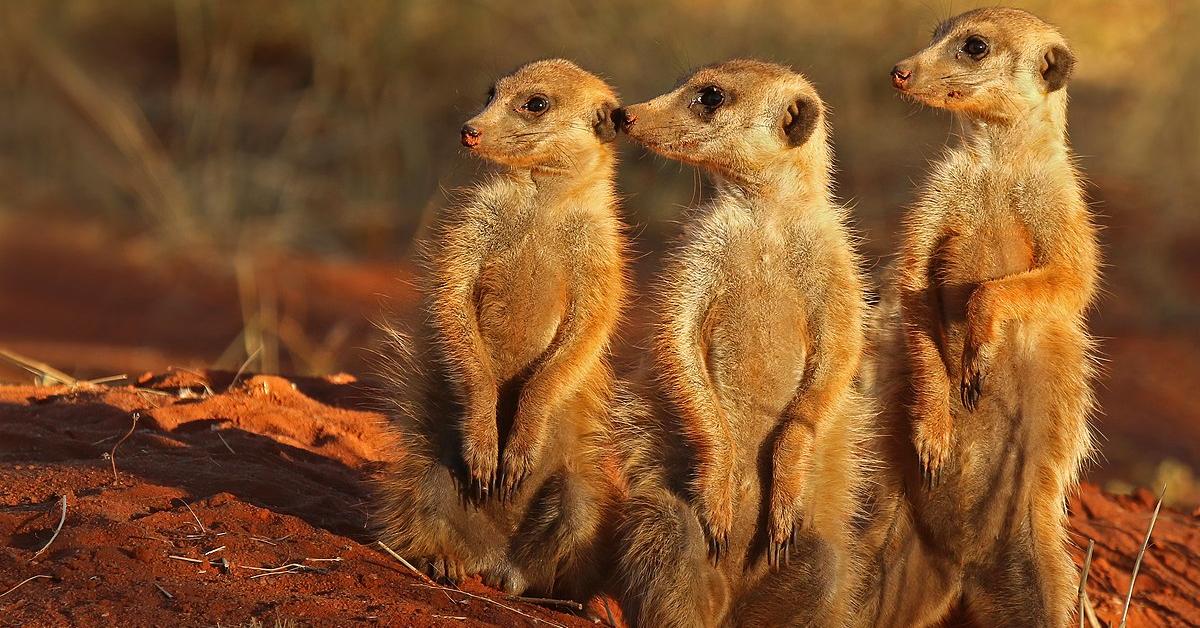 Elegant Meerkat in its natural habitat, called Surikat in Indonesia.