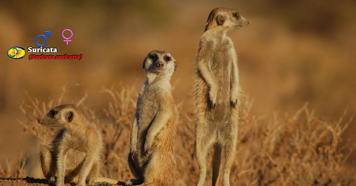 Striking appearance of the Meerkat, known in scientific circles as Suricata suricatta.