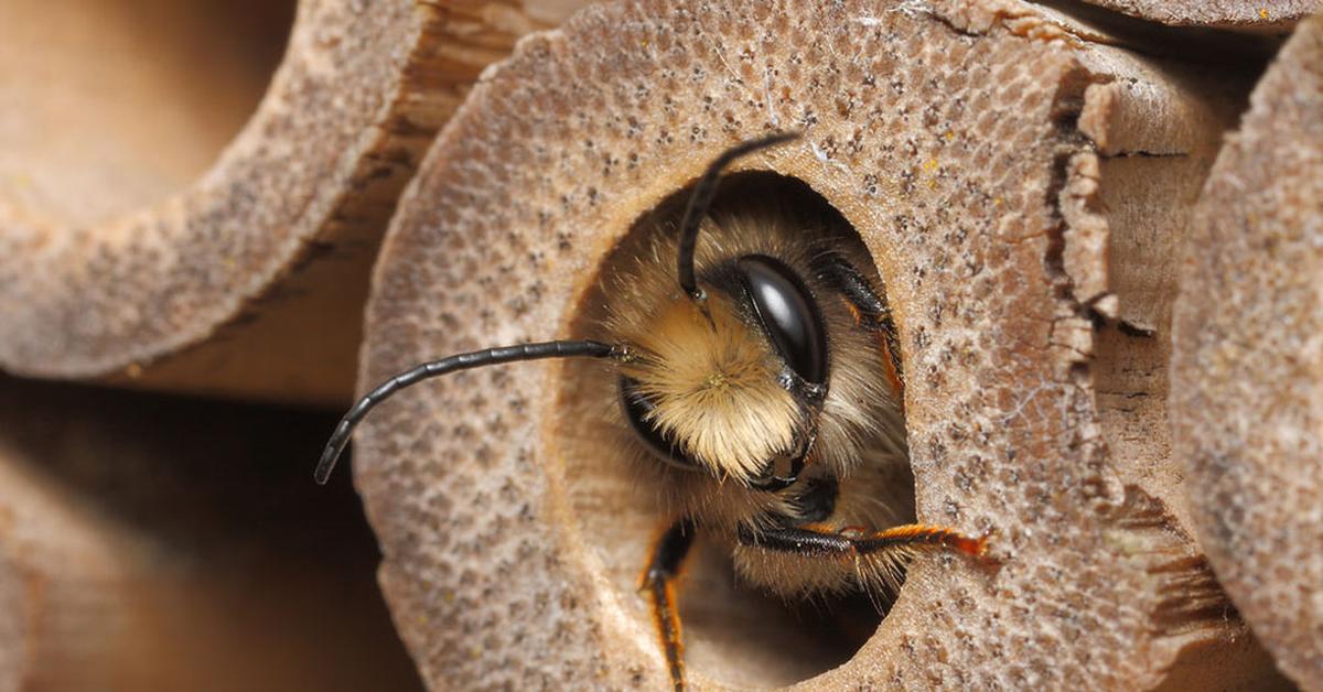 Glimpse of the Mason Bee, known in the scientific community as Megachilidae.