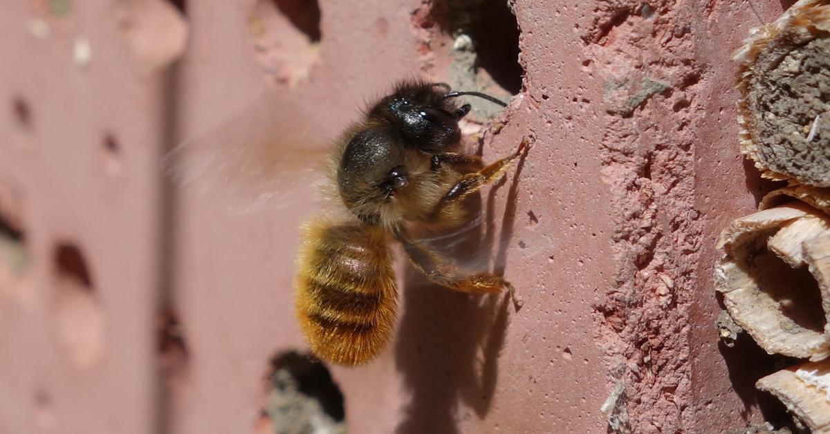 The Mason Bee, a beautiful species also known as Lebah Mason in Bahasa Indonesia.