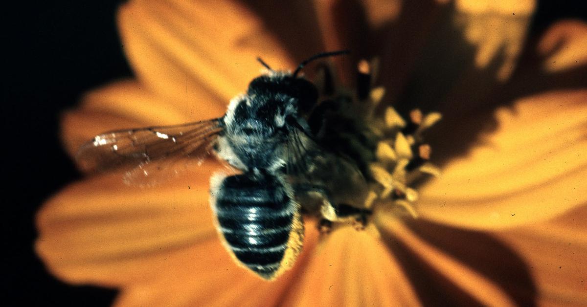 Detailed shot of the Mason Bee, or Megachilidae, in its natural setting.