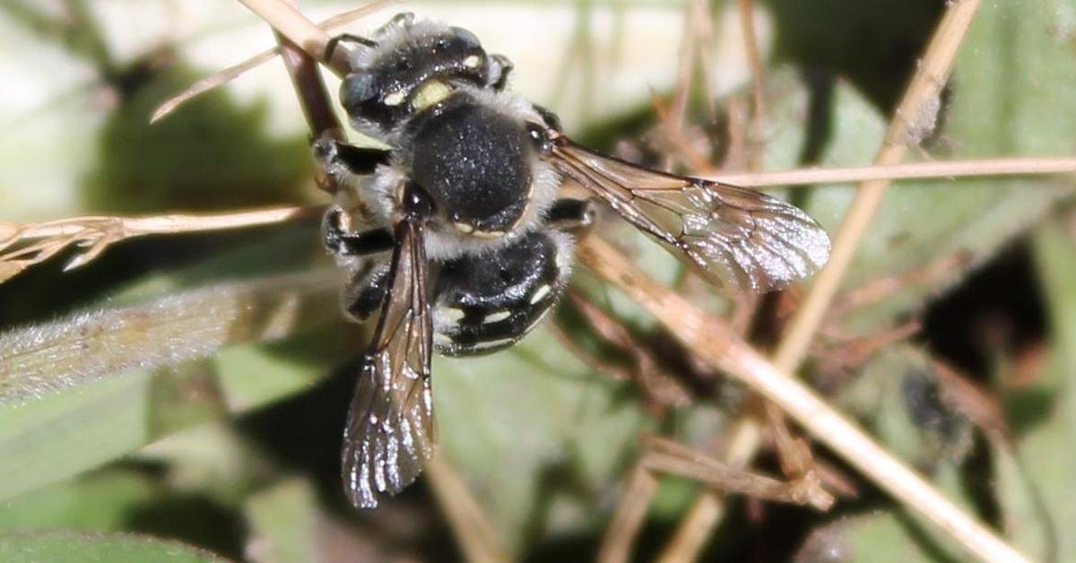 Vivid image of the Mason Bee, or Lebah Mason in Indonesian context.