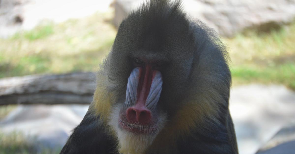 Photographic depiction of the unique Mandrill, locally called Mandril.