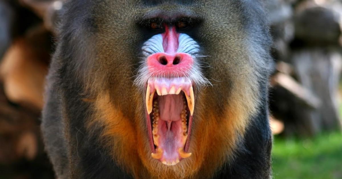 The alluring Mandrill, commonly referred to as Mandril in Bahasa Indonesia.