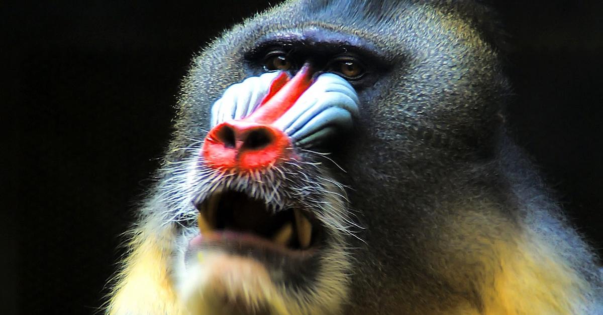 Iconic view of the Mandrill, or Mandrillus Sphinx, in its habitat.