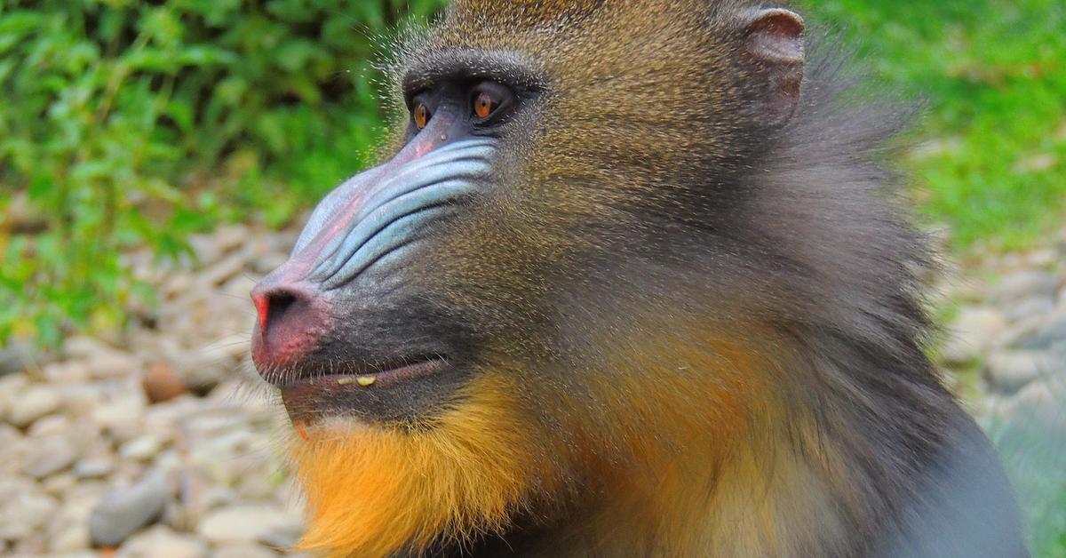 Close encounter with the Mandrill, scientifically called Mandrillus Sphinx.