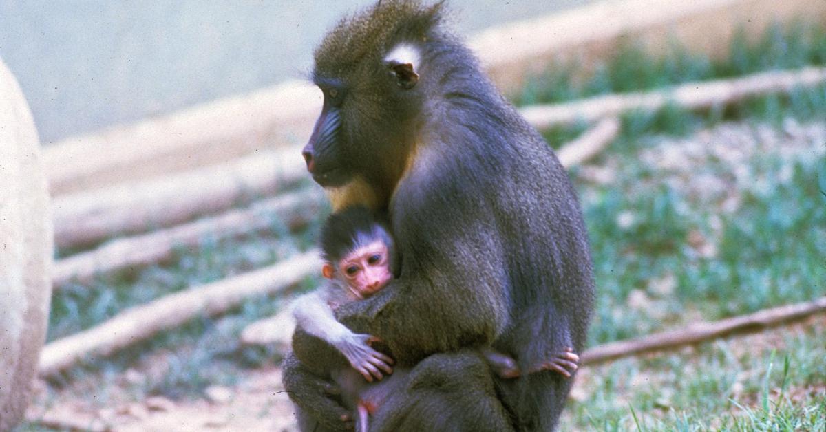 Captivating shot of the Mandrill, or Mandril in Bahasa Indonesia.