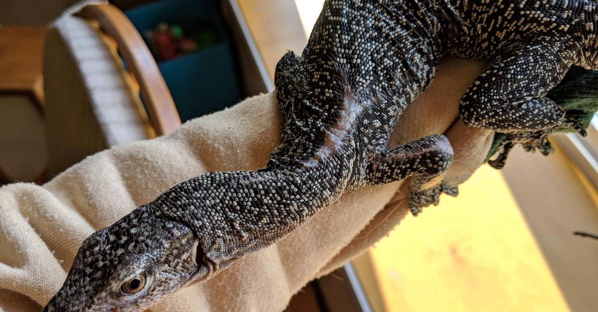 Portrait of a Monitor Lizard, a creature known scientifically as Alcedinidae.