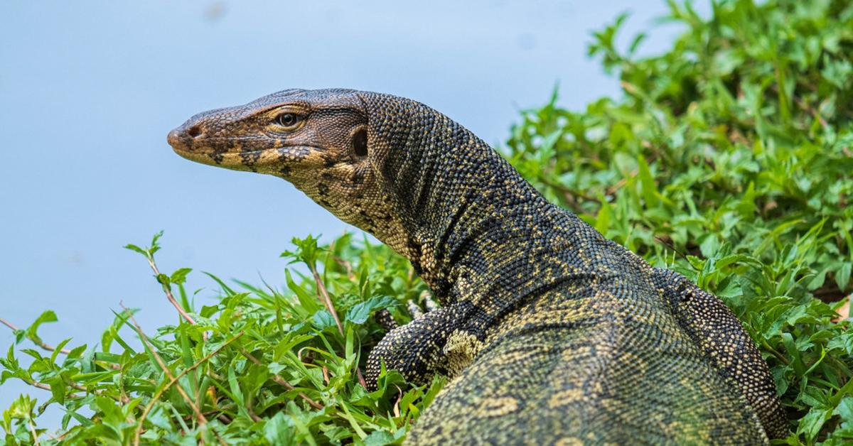 Image showcasing the Monitor Lizard, known in Indonesia as Biawak Monitor.