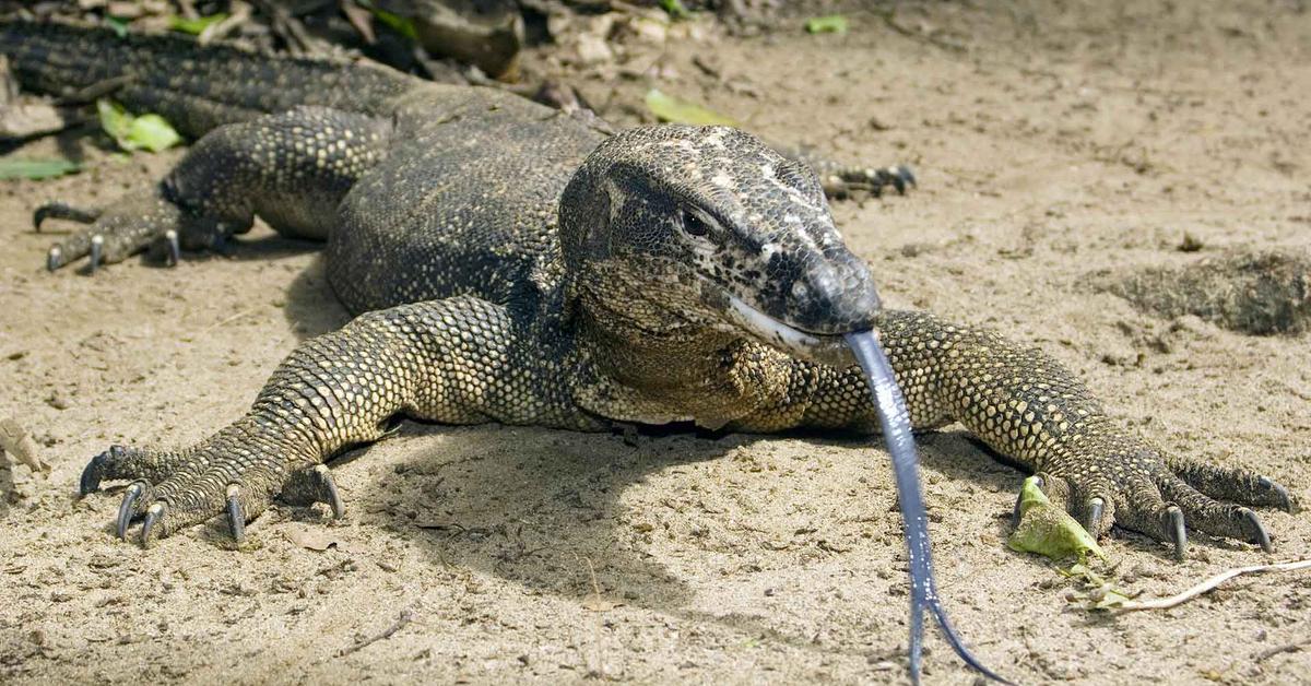 Close encounter with the Monitor Lizard, scientifically called Alcedinidae.