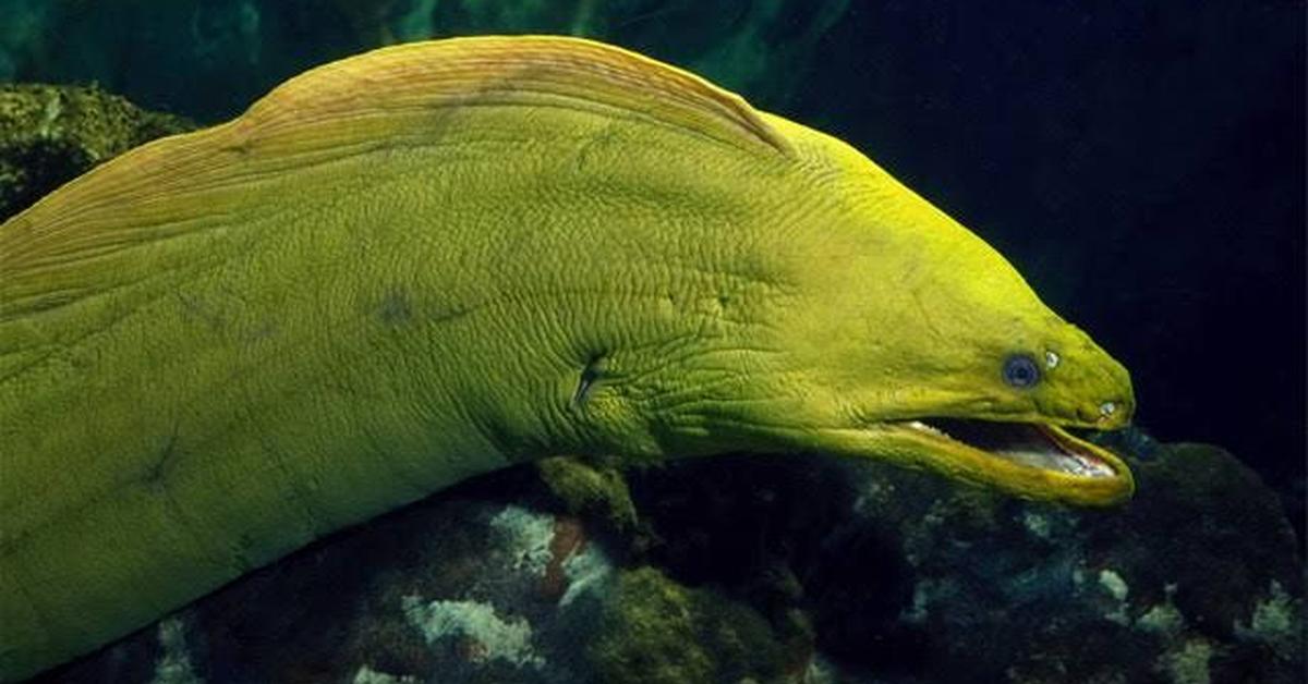 Graceful Moray Eel, a creature with the scientific name Muraenidae.